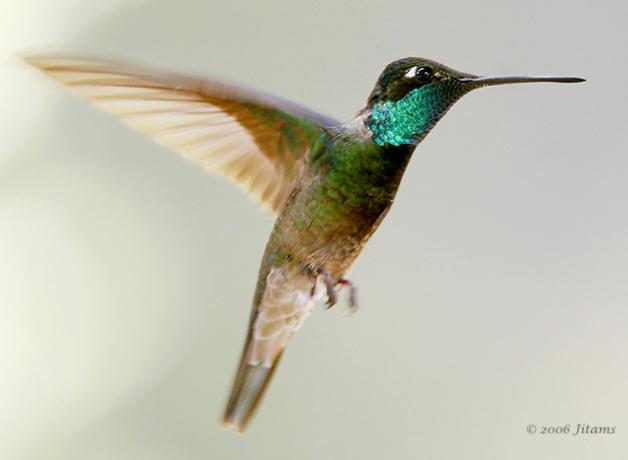 Magnificent Hummingbird
