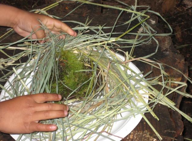 Example nest, Maxwelton Outdoor Classroom