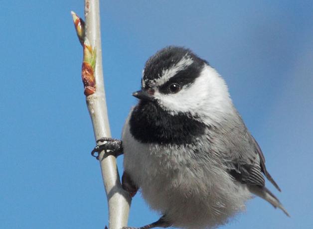 Mountain Chickadee
