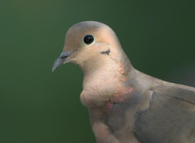 Mourning Dove