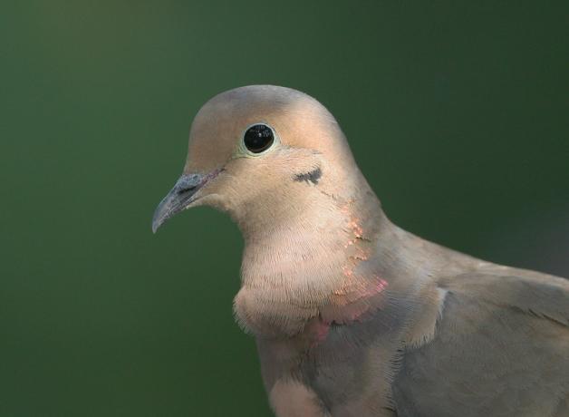 Mourning Dove