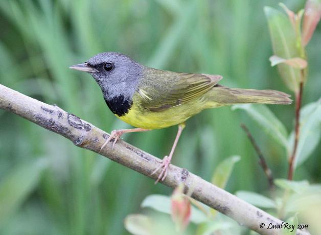 Mourning Warbler