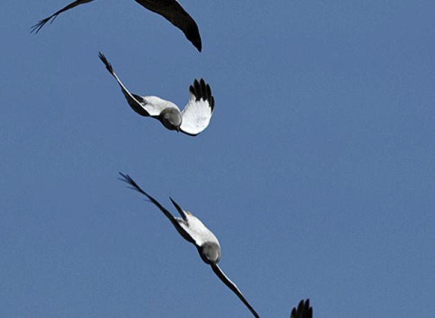 Northern Harrier sky dancing