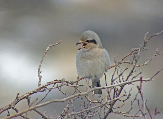 A Northern Shrike perched on a branch, with its sharp beak open and diffused light on its grey and buff colored feathers