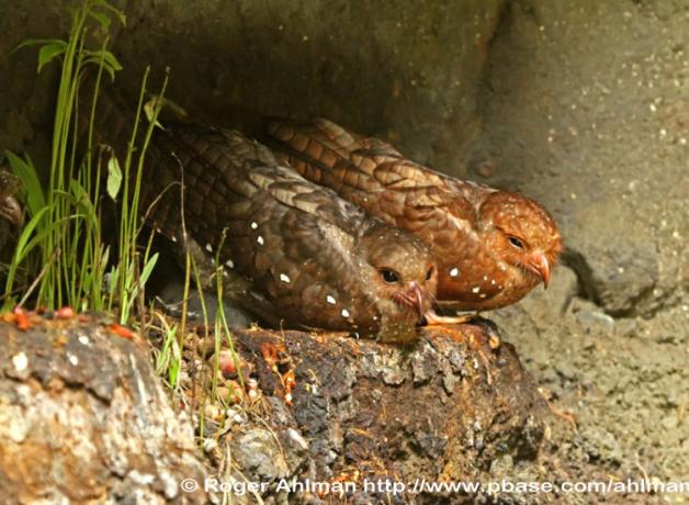Oilbirds perched on rocks in cave
