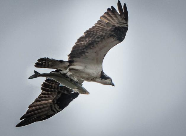 Osprey with fish carried head forward