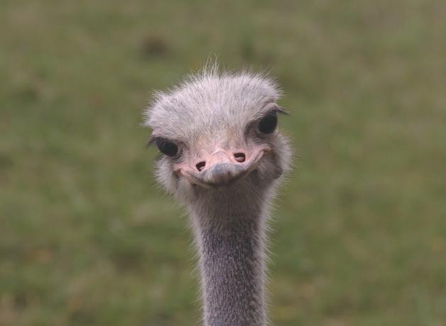 Close up of Ostrich looking into the camera