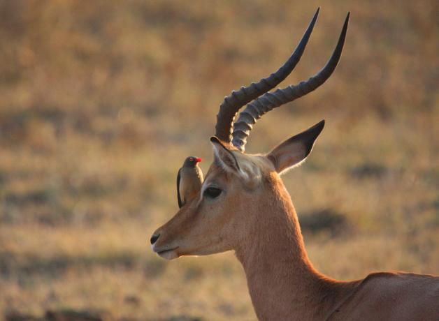 Red-billed Oxpecker on an Impala
