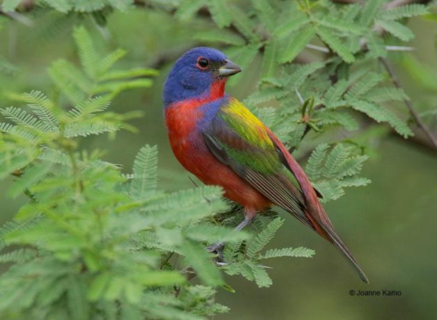 Painted Bunting