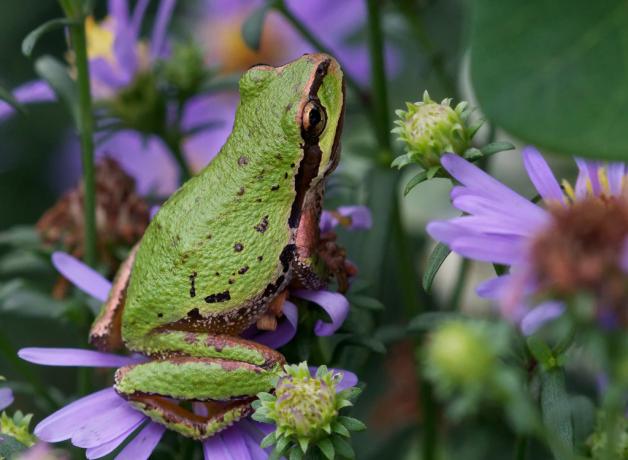 Pacific Tree Frog
