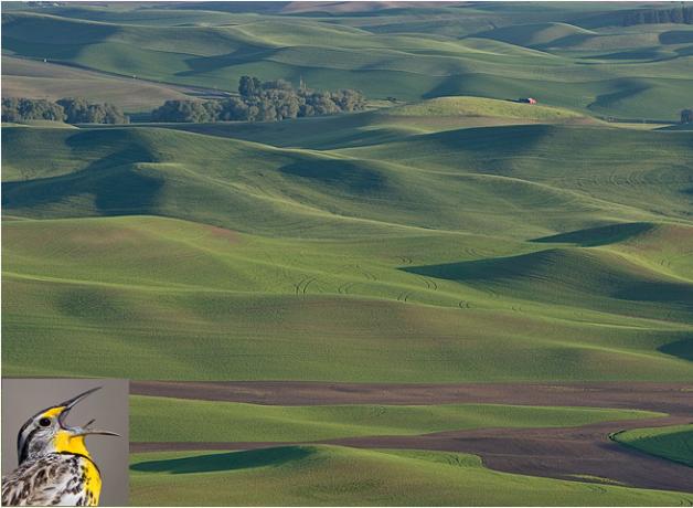 Palouse country hills in Washington, home to Western Meadowlark