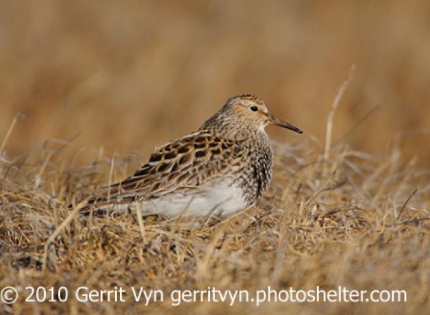 Pectoral Sandpiper
