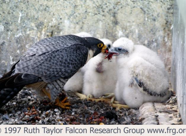 Male Peregrine falcon feeding chicks