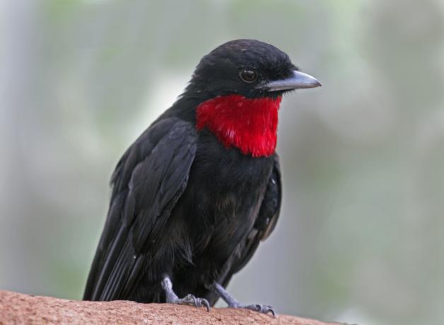 Purple-throated Fruitcrow
