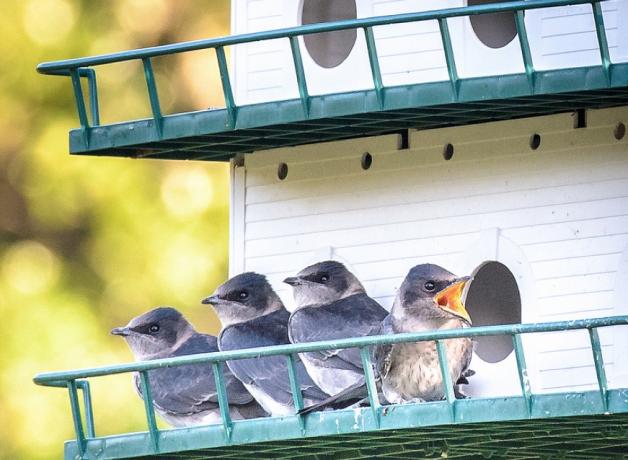 Purple Martins