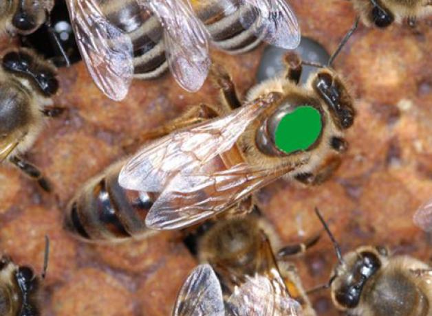 Queen Bee marked with green dot