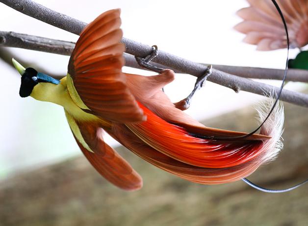A Red Bird-of-Paradise swings beneath a branch, showing its long sweeping red wing feathers and tail