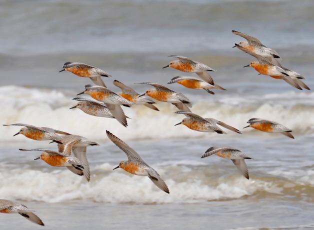 Flocking Red Knots