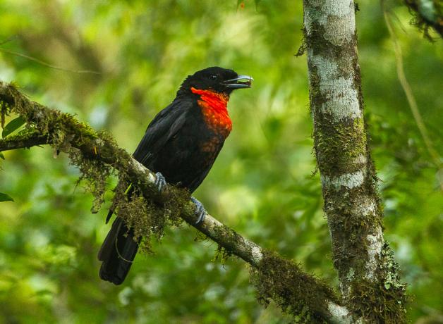 Red-ruffed Fruitcrow