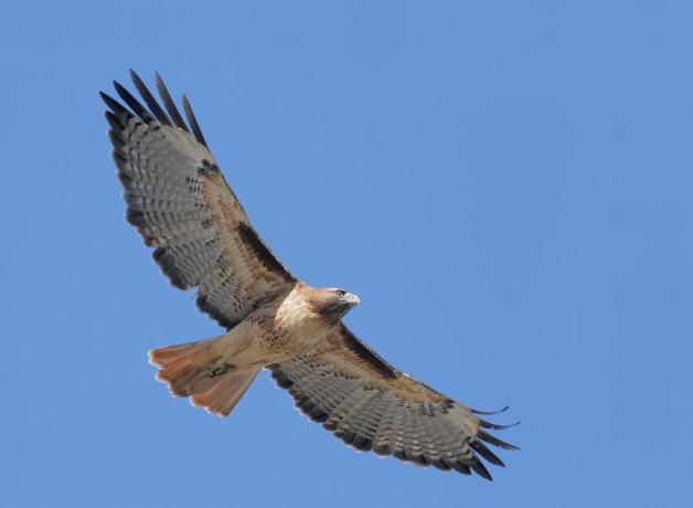 Red-tailed Hawk