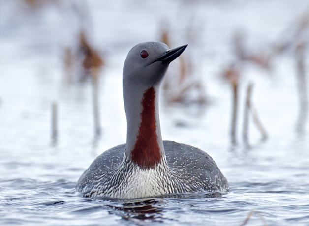 Red-throated Loon