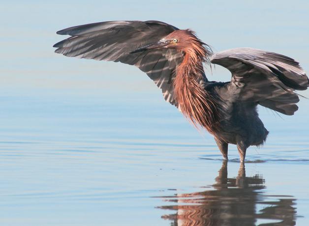 Reddish Egret standing in water with its wings raised and outstretched