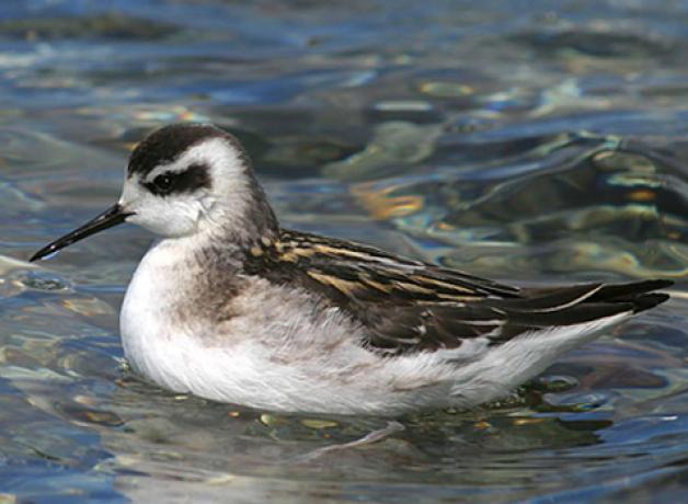 Red-necked Phalarope