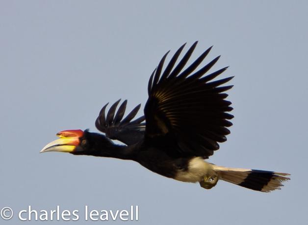 Rhinocerous Hornbill