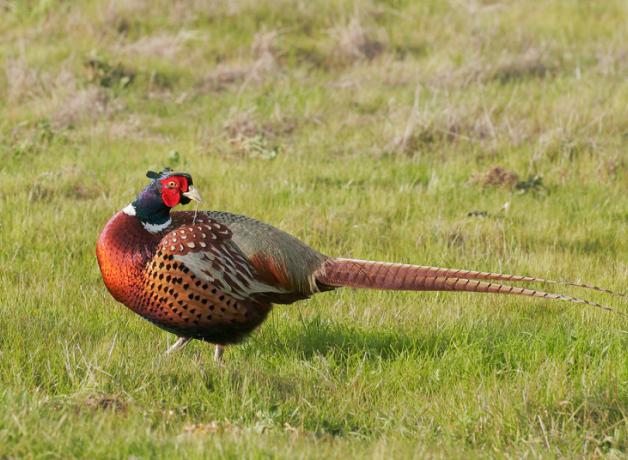 Ring-necked Pheasant