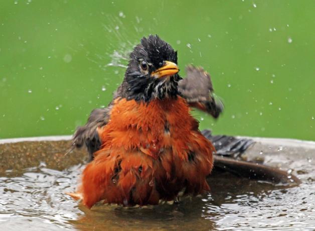 American Robin in birdbath
