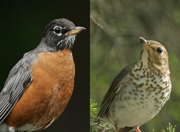 American Robin (L) and Swainson's Thrush (R)
