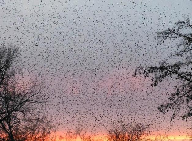 American Robins flocking en masse