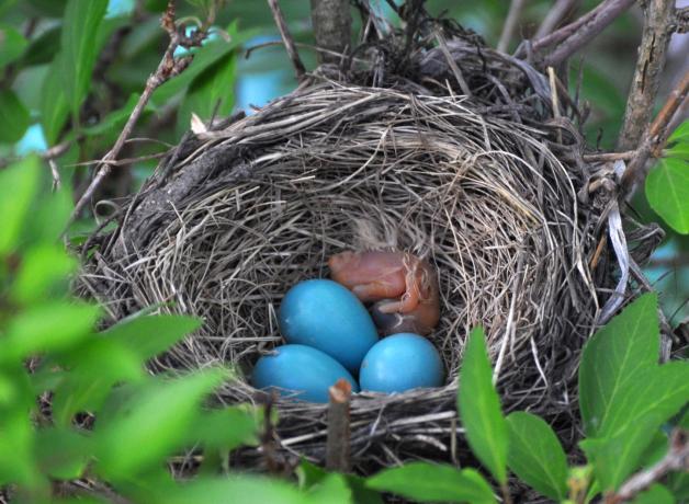 American Robin nest with babies and eggs
