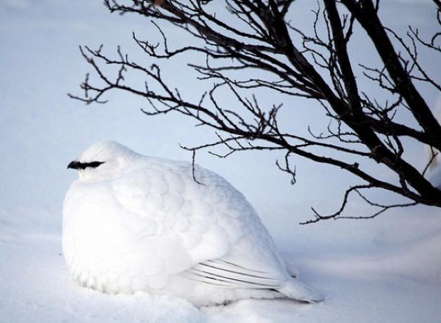 Rock Ptarmigan in winter white plumage, sitting in snow