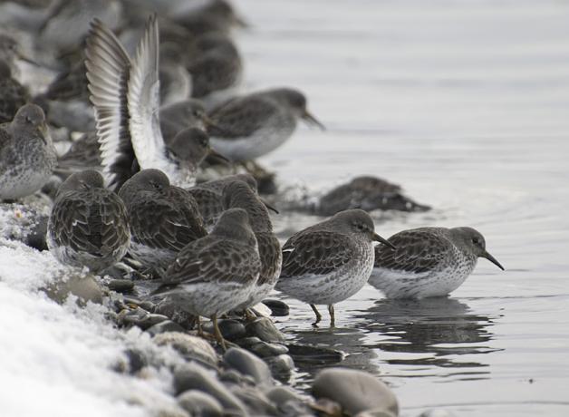 Rock Sandpipers