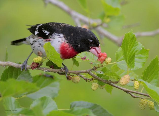 Rose-breasted Grosbeak feeding on a fruiting branch
