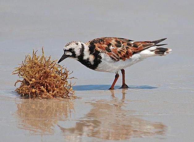 Ruddy Turnstone foraging