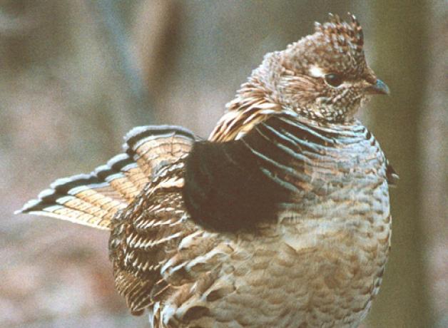 Ruffed Grouse