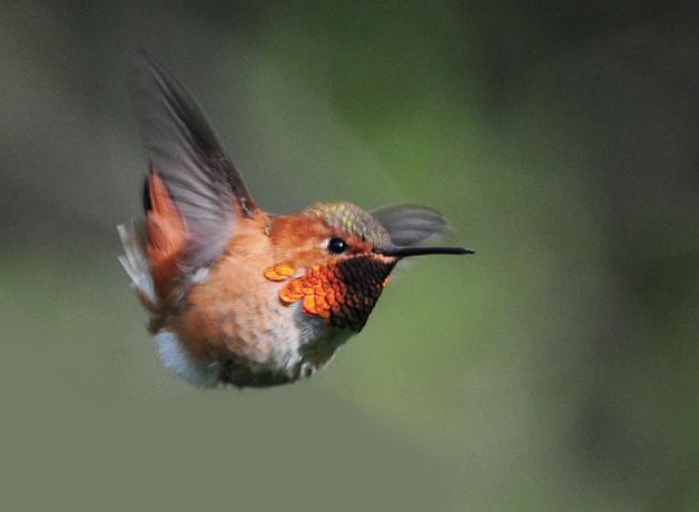 Rufous Hummingbird hovering