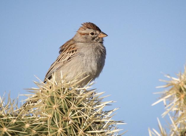 Rufous-winged Sparrow perched atop a cactus against a clear blue sky