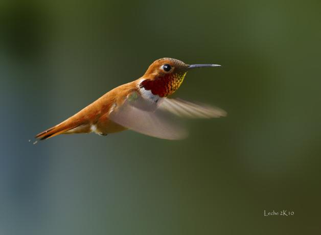 Rufous Hummingbird hovering