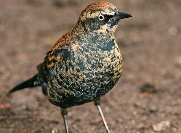 Rusty Blackbird