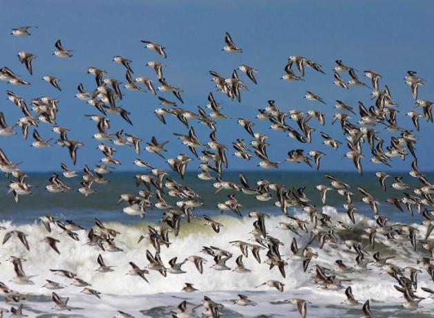 Sanderlings in flight