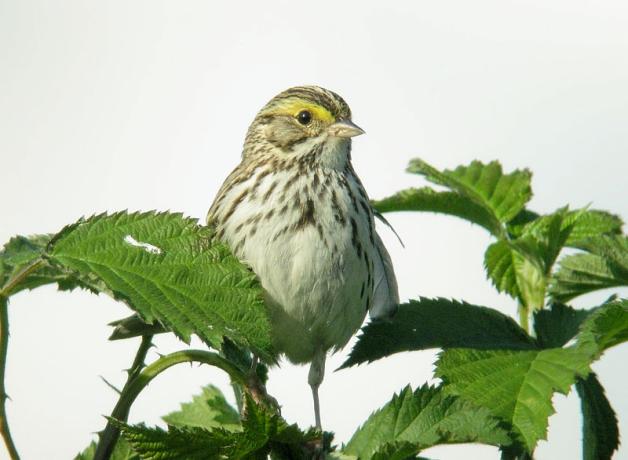 Savannah Sparrow