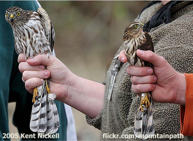 A side-by-side view of two Sharp-shinned hawks held by a white hand. The larger bird on the left is a female and the smaller bird on the right is a male.