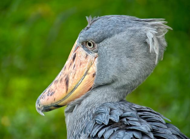 The Stealthy Shoebill | BirdNote