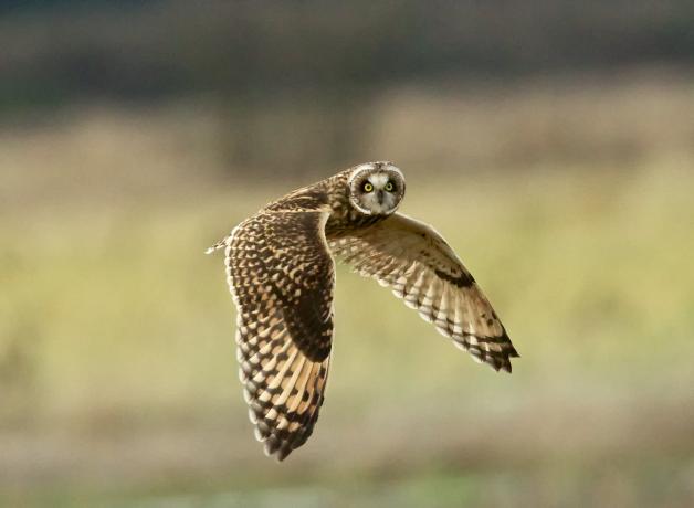 Short-eared Owl in flight