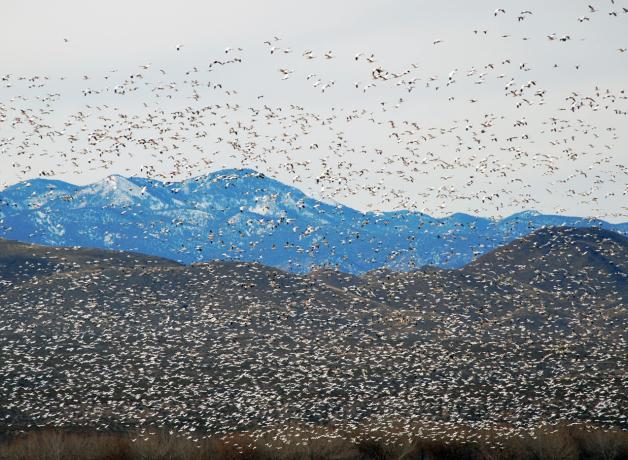 Flock of Snow Geese in flight