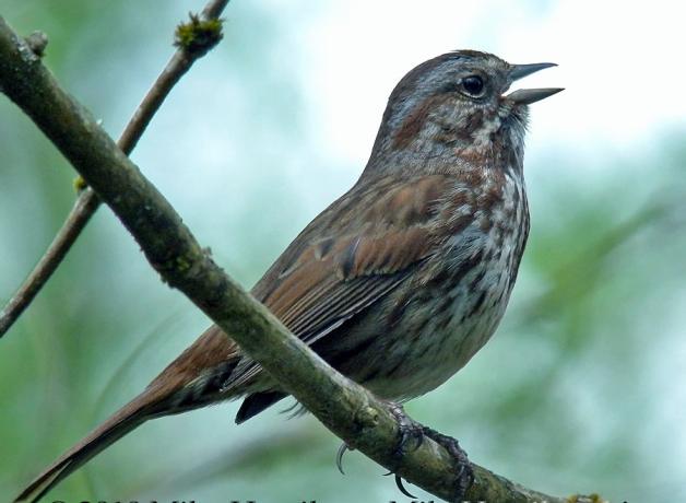 A Song Sparrow sings while perched on a branch amidst greenery