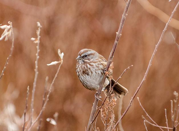 Song Sparrow